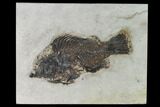 Bargain, Fossil Fish (Priscacara) - Green River Formation #138605-1
